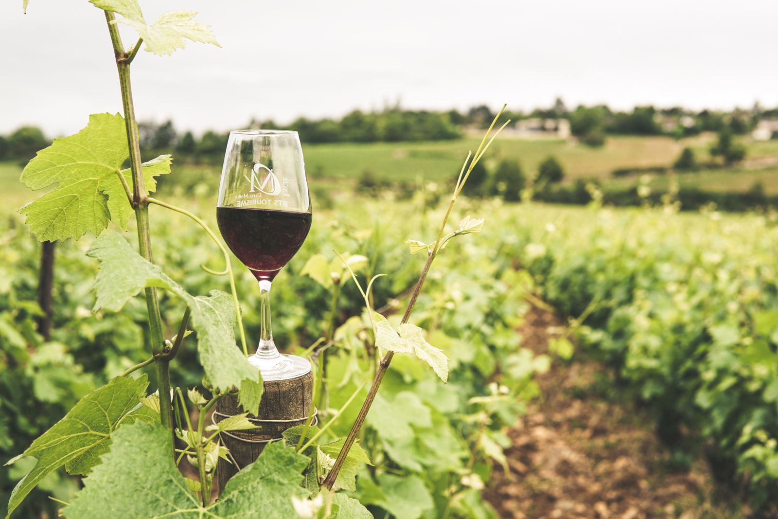 Un verre du Clos du Levant servi dans les rangs