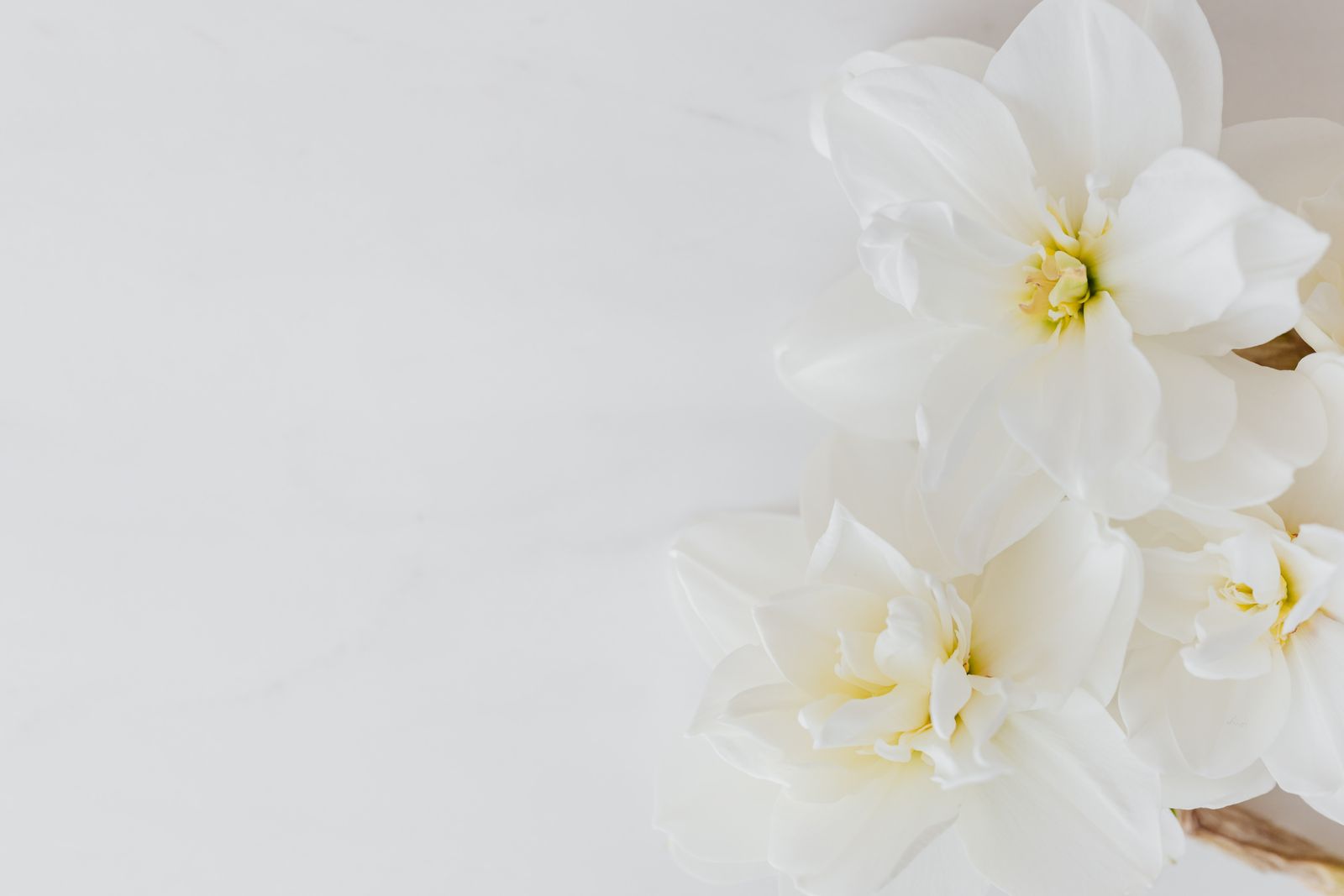 Fleurs blanches délicates pour une naissance