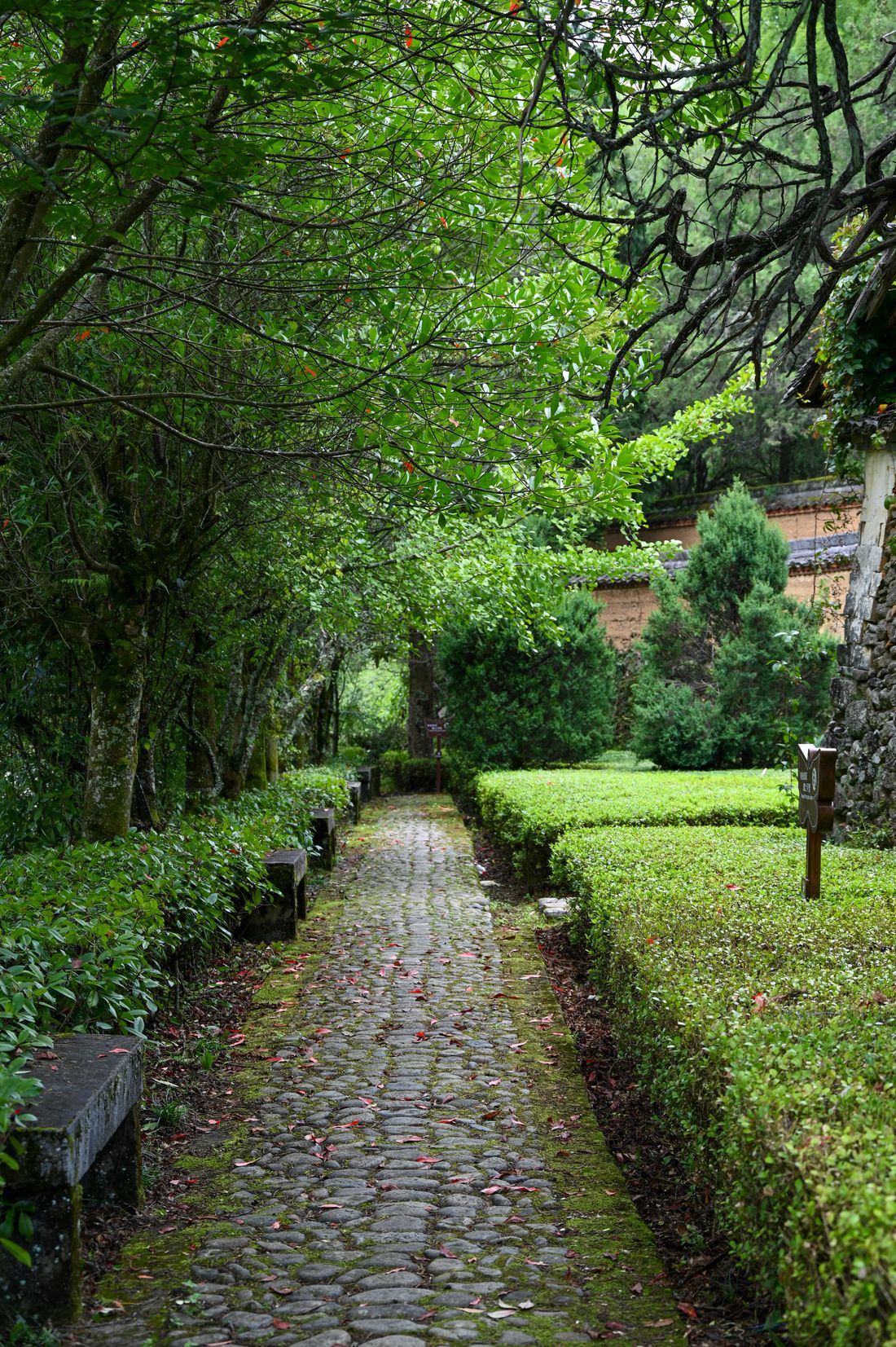 Jardin structuré avec allée pavée et buis taillés