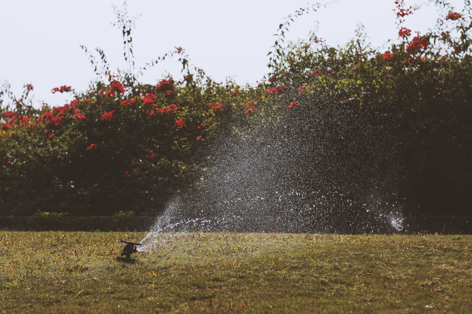 Massif fleuri arrosé par un arroseur automatique