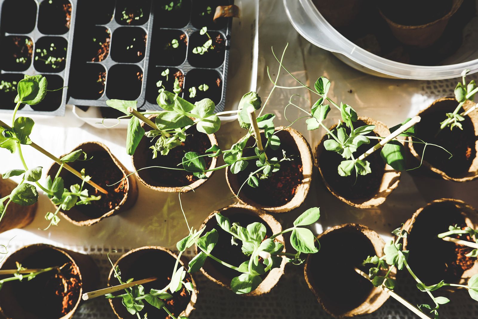 Jeunes plants en godets dans la serre de l'atelier