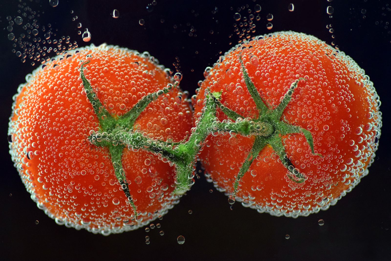 Tomates entières sur fond noir, perlées de bulles