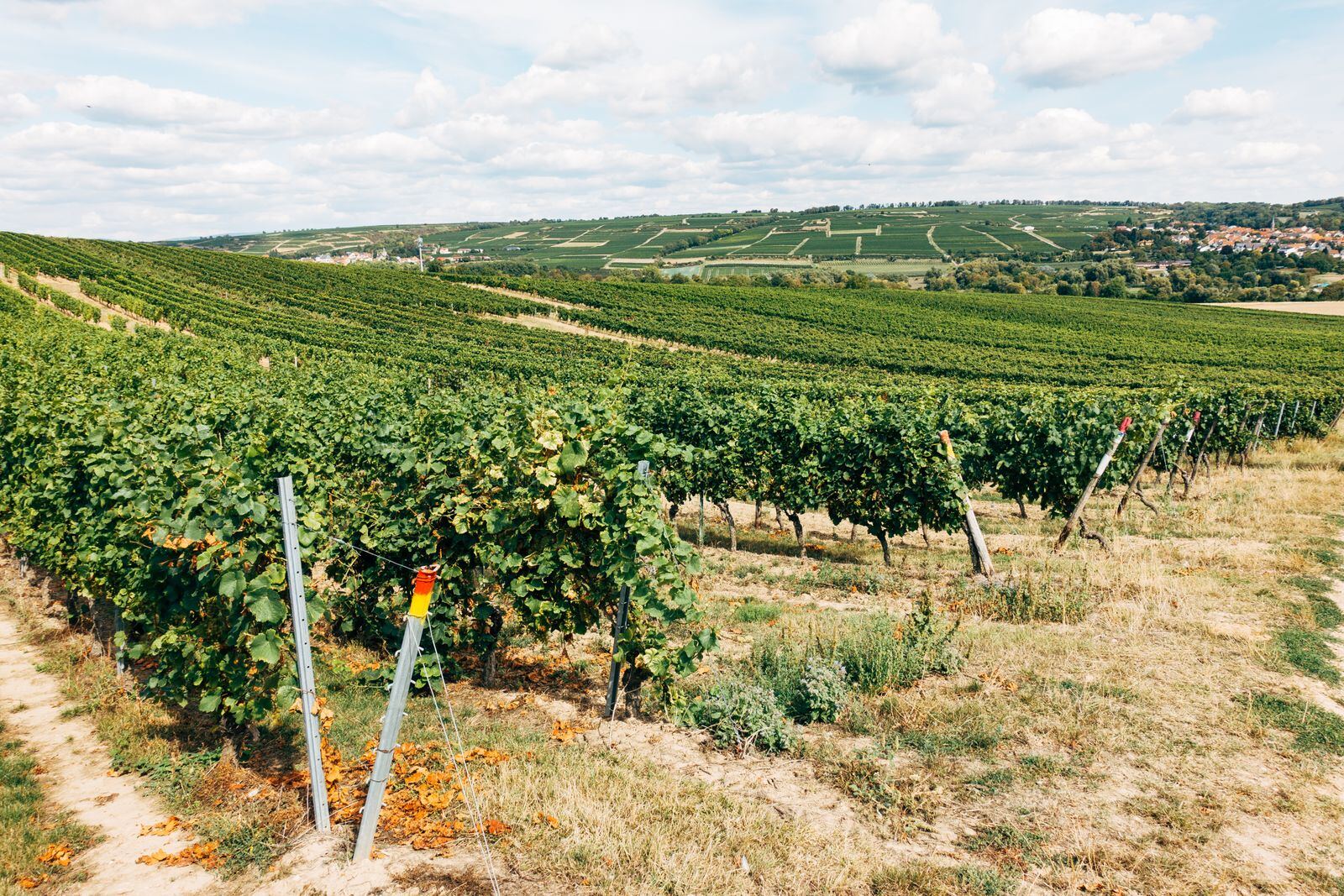Les rangs de vigne à la sortie du bourg