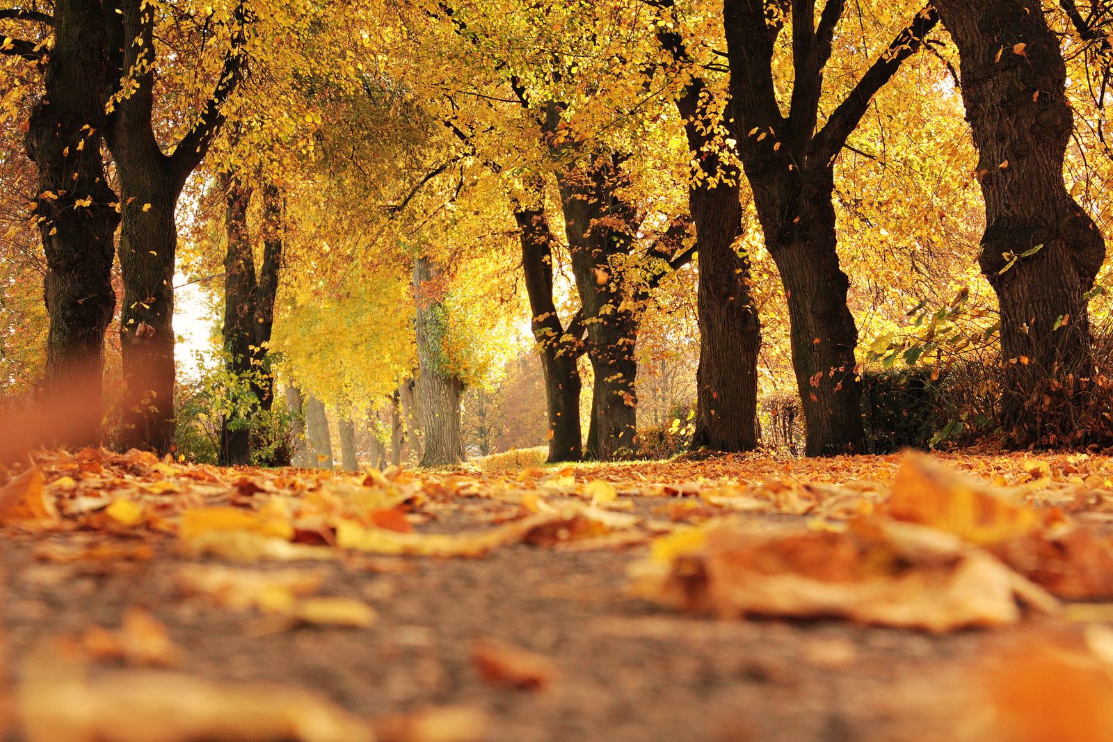 L'allée du parc thermal sous les platanes, à l'automne