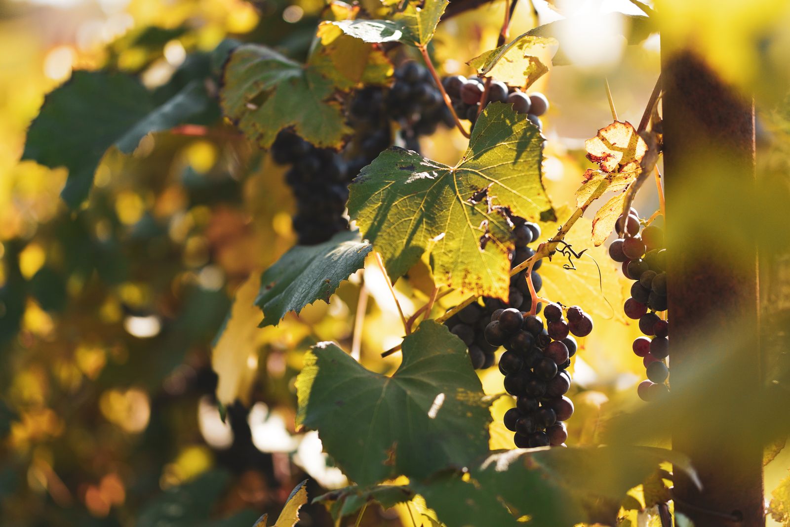 Grappes noires dans le feuillage doré d'automne