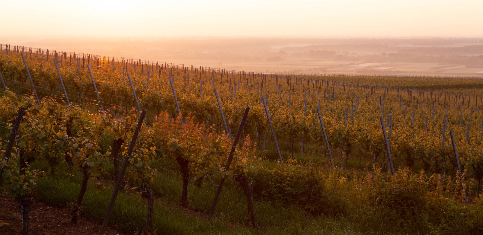 Démonstration vigneron : la vitrine du domaine